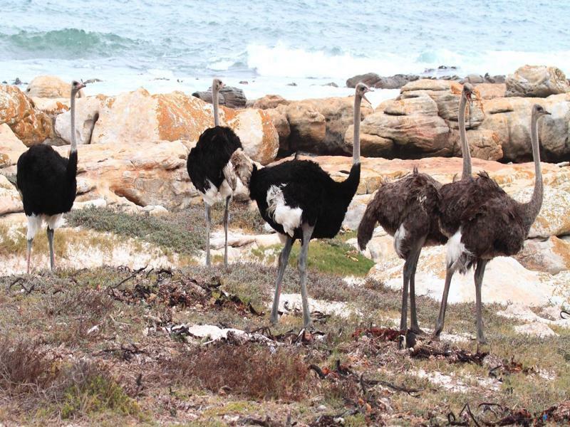 ホテル アルバトロス ハウス Simonʼs Town エクステリア 写真