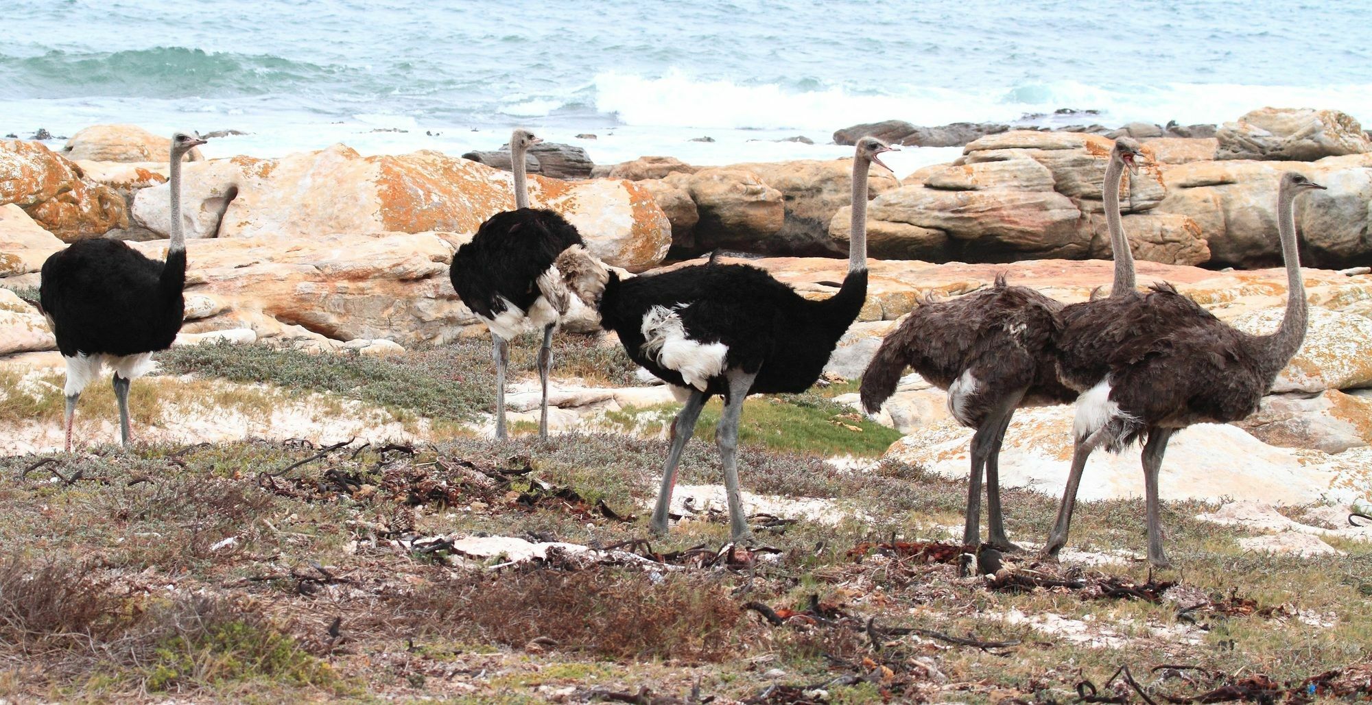 ホテル アルバトロス ハウス Simonʼs Town エクステリア 写真